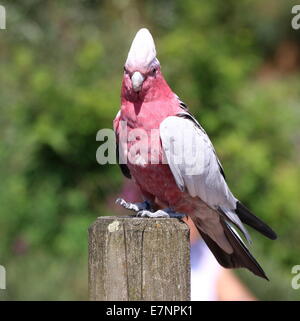 À poitrine rose australienne ou cacatoès cacatoès cacatoès Rosalbin (Eolophus roseicapilla), assis sur un perchoir Banque D'Images