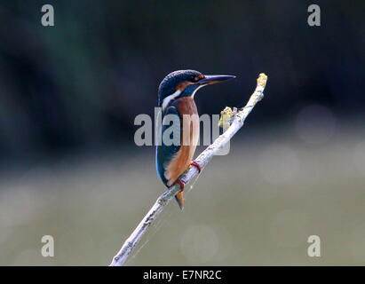 Kingfisher (Alcedo eurasien femelle atthis) dans le profil sur une branche Banque D'Images