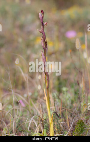 Serapias parviflora Petite Kleinbluetiger Zungenstendel Orchidée Langue fleurie Banque D'Images