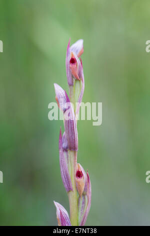 Serapias parviflora Petite Kleinbluetiger Zungenstendel Orchidée Langue fleurie Banque D'Images