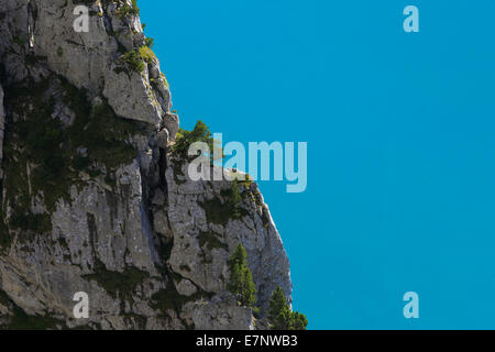 Alpes, arbre, montagne, montagnes, arbres, détail, falaise, falaise, mur, Fronalpstock, corps de l'eau, l'eau, Ridge, motif, Switzerla Banque D'Images