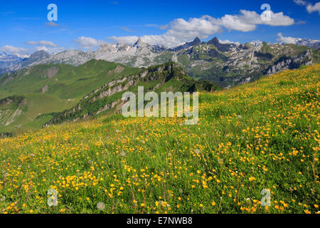 Alp, Alpes, vue, vue du Fronalpstock, montagne, paysage de montagne, montagnes, source de montagne, fleur, fleurs, flower meadow Banque D'Images