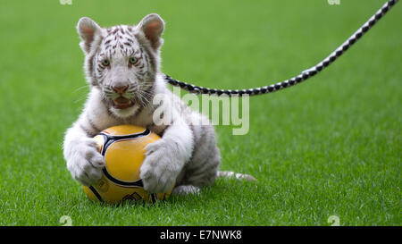 Dresde, Allemagne. 22 Sep, 2014. Les quatorze semaines-vieux tigre blanc Kijana réside dans le stade de l'allemand 3e Ligue soccer club SG Dynamo lors d'une presse à Dresde (Saxe), Allemagne, 22 septembre 2014. Ensemble avec les jeunes tigres de l'Inde et d'Ambra (pas sur la photo) du même âge, le nouveau membre de la famille '' du Cirque Sarrasani est présentée à la presse ce jour-là. Les Tigers à l'origine vécu au zoo et parc safari Stukenbrock en Rhénanie du Nord-Westphalie. PHOTO : ARNO BURGI/dpa/Alamy Live News Banque D'Images