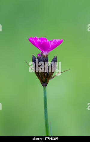 La nature, fleur, Caryophyllaceae, Plantae, rose, des Chartreux Dianthus carthusianorum, Suisse Banque D'Images