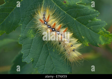 Animal, insecte, Papillon, Papillon, Caterpillar, le sycomore, Acronicta aceris, Noctuidae, Lepidoptera, Suisse Banque D'Images