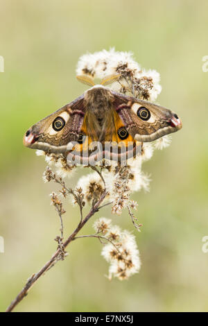 Animal, insecte, Papillon, petit papillon empereur, homme, les lépidoptères, les Saturniidae Saturniinae Saturnia pavonia,,, Suisse Banque D'Images