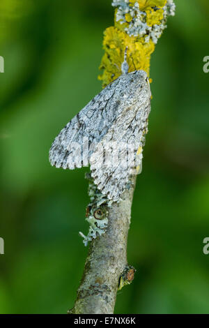 Animal, insecte, Papillon, Papillon, le sycomore, Acronicta aceris, Noctuidae, Lepidoptera, Suisse Banque D'Images