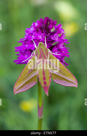 Animal, insecte, Papillon, Papillon, Hawk Moth, Deilephila elpenor, Éléphant Hawk-moth, Sphingidae, Lepidoptera, Suisse Banque D'Images