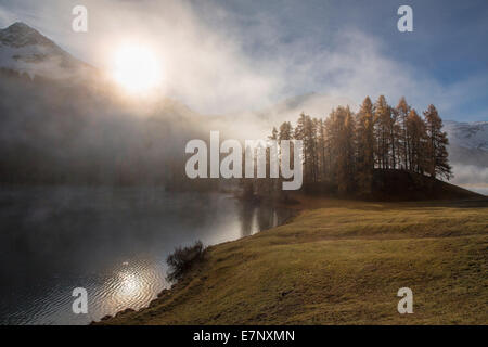 L'Engadine, Engadine, Champferersee, brume matinale, automne, bois, forêt, canton, GR, Grisons, Grisons, Unterengadin, Engadi Banque D'Images