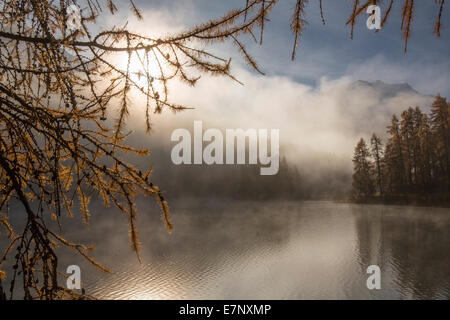 L'Engadine, Engadine, Champferersee, brume matinale, automne, bois, forêt, canton, GR, Grisons, Grisons, Unterengadin, Engadi Banque D'Images