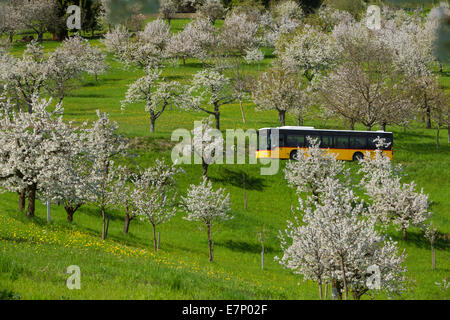 Carpostal, cerisiers, Saint Pantaleon, Bâle-Campagne, printemps, village, arbre, arbres, l'agriculture, de canton, de Soleure, Suisse, E Banque D'Images