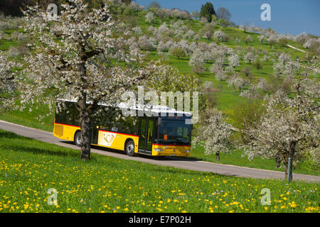 Carpostal, cerisiers, Saint Pantaleon, Bâle-Campagne, printemps, village, arbre, arbres, l'agriculture, de canton, de Soleure, Suisse, E Banque D'Images