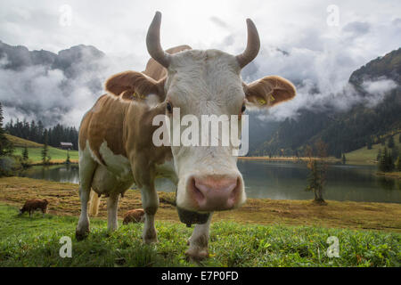 Lauenensee, vaches, lac de montagne, vache, vaches, l'agriculture, les animaux, d'animaux, dans le canton de Berne, Oberland Bernois, Suisse, Europe, Banque D'Images