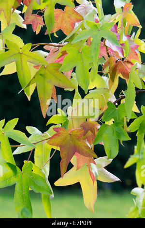 Liquidambar styraciflua Corky. Sweet Gum Tree feuilles en automne Banque D'Images