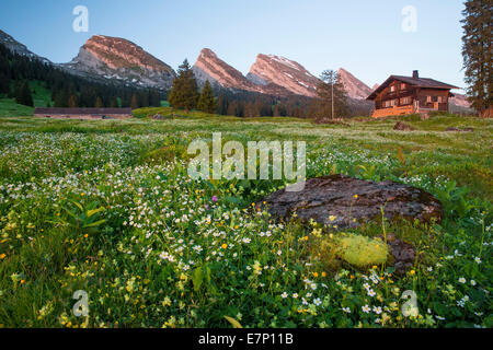 Alp Sellamatt, Churfirsten, Churfirsten, montagne, montagnes, fleur, fleurs, SG, canton de Saint-Gall, Toggenburg, pré, hut SA Banque D'Images