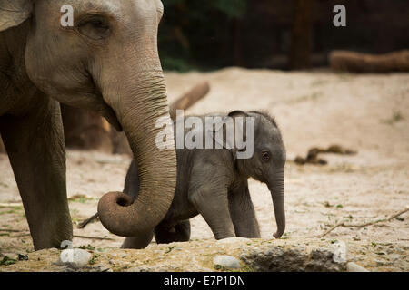 Les animaux, les éléphants, les jeunes, l'éléphant, le zoo de Zurich, animaux, animal, zoo, le canton de Zurich, Suisse, Europe,