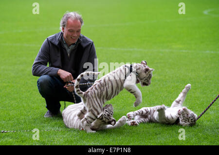 Dresde, Allemagne. 22 Sep, 2014. Andre Sarrasani du Cirque Sarrasani présente les trois semaines de 14 tigres blancs, Ambra (L-R), et de l'Inde, Kijana dans le stade de l'allemand 3e Ligue soccer club SG Dynamo lors d'une presse à Dresde (Saxe), Allemagne, 22 septembre 2014. La nouvelle 'les membres de la famille du cirque Sarrasani sont présentés à la presse ce jour-là. Les Tigers à l'origine vécu au zoo et parc safari Stukenbrock en Rhénanie du Nord-Westphalie. PHOTO : ARNO BURGI/dpa/Alamy Live News Banque D'Images