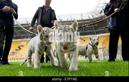 Dresde, Allemagne. 22 Sep, 2014. Andre Sarrasani (2L) du Cirque Sarrasani présente les trois semaines de 14 ans des tigres blancs Kijana (L-R), l'Inde et l'Ambra dans le stade de l'allemand 3e Ligue soccer club SG Dynamo lors d'une presse à Dresde, Allemagne, 22 septembre 2014. La nouvelle 'les membres de la famille du cirque Sarrasani sont présentés à la presse ce jour-là. Les Tigers à l'origine vécu au zoo et parc safari Stukenbrock en Rhénanie du Nord-Westphalie. PHOTO : ARNO BURGI/dpa/Alamy Live News Banque D'Images