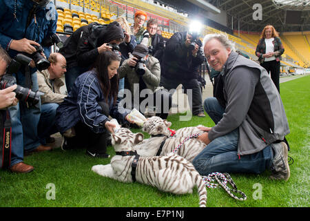 Dresde, Allemagne. 22 Sep, 2014. Andre Sarrasani (R) de cirque Sarrasani présente les trois semaines de 14 tigres blancs, Inde (L-R), l'Ambra Kijana et dans le stade de l'allemand 3e Ligue soccer club SG Dynamo lors d'une presse à Dresde, Allemagne, 22 septembre 2014. La nouvelle 'les membres de la famille du cirque Sarrasani sont présentés à la presse ce jour-là. Les Tigers à l'origine vécu au zoo et parc safari Stukenbrock en Rhénanie du Nord-Westphalie. PHOTO : ARNO BURGI/dpa/Alamy Live News Banque D'Images