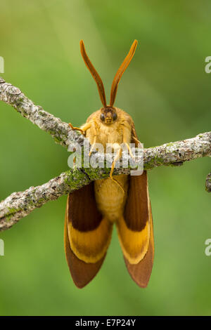 Animal, insecte, Papillon, Papillon, Braun, Lepidoptera, Lasiocampa, Arthropoda, Oak Eggar, Lasiocampa quercus, homme Banque D'Images