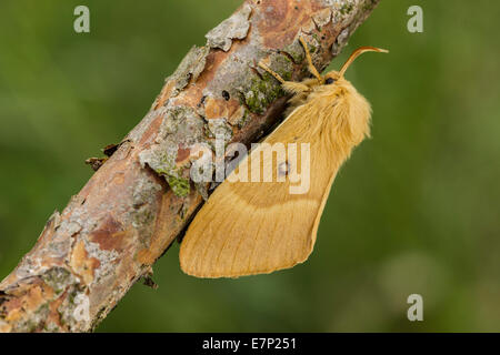 Animal, insecte, Papillon, Papillon, Braun, Lepidoptera, Lasiocampa, Arthropoda, Oak Eggar, Lasiocampa quercus, Femme Banque D'Images