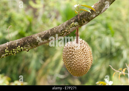 Durian, Thailande, Asie, Durio zibethinus, des fruits, de la culture, de l'alimentation Banque D'Images