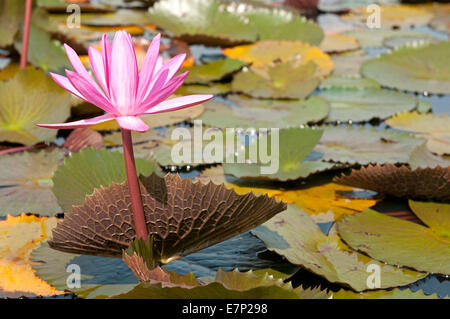 Water Lily, rose, lotus rose, nymphaea pubescens, Thailande, Asie, Banque D'Images