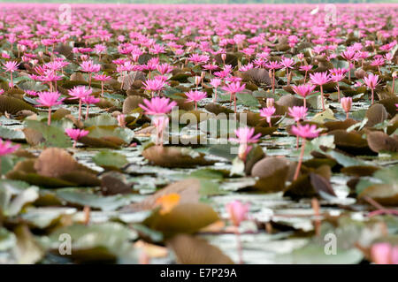 Nénuphar rose, lotus rose, nymphaea pubescens, tourisme, Banque D'Images