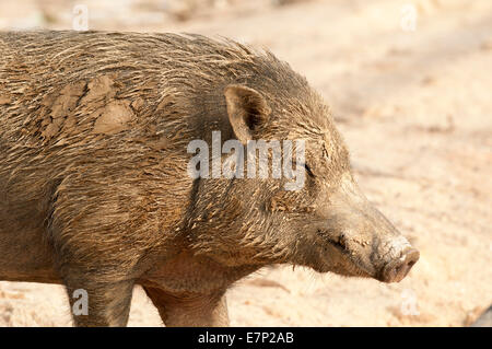 Le sanglier, Sanglier eurasien, Sus scrofa, boue, Thailande, Asie, cochon, animal Banque D'Images