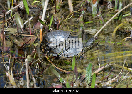 Terrapin, tortue, tortue, tortue européenne, Emys orbicularis, tortues Halsberg, nouveau monde, Emydinae-tortues, animaux, wil Banque D'Images