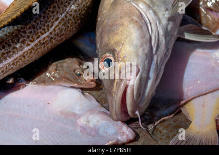 Les prises accessoires de queue jaune jaune (Limanda ferruginea) et la Morue franche (Gadus morhua) sur le pont du chalutier de pêche.banc Stellwagen, Banque D'Images