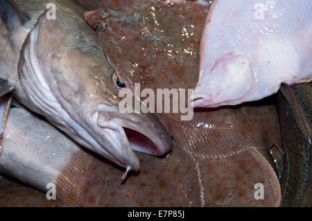 Les prises accessoires de queue jaune jaune (Limanda ferruginea) et la Morue franche (Gadus morhua) sur le pont du chalutier de pêche.banc Stellwagen, Banque D'Images