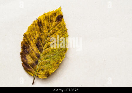 Feuille d'automne sur fond de papier Banque D'Images