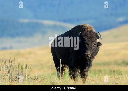 Bull (Bison bison bison), National Bison Range, Montana Banque D'Images