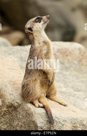 Un Meerkat (Suricata suricatta) est à la recherche d'éventuelles menaces. Banque D'Images