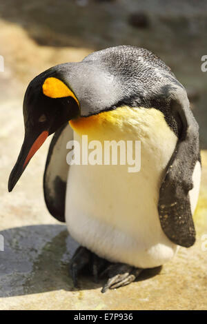 Un manchot empereur (Aptenodytes forsteri). Les pingouins habitent l'hémisphère sud. Banque D'Images