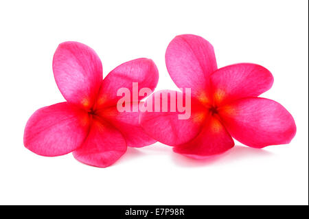 Deux fleurs de frangipanier rouge isolé sur fond blanc Banque D'Images