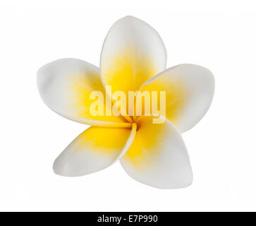 Fleur de frangipanier isolé sur fond blanc Banque D'Images