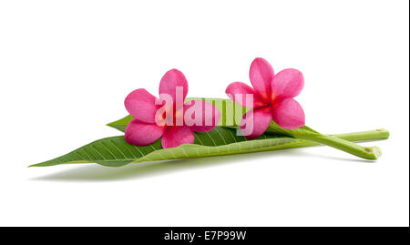 Fleurs de frangipanier rouge avec des feuilles isolées sur fond blanc Banque D'Images