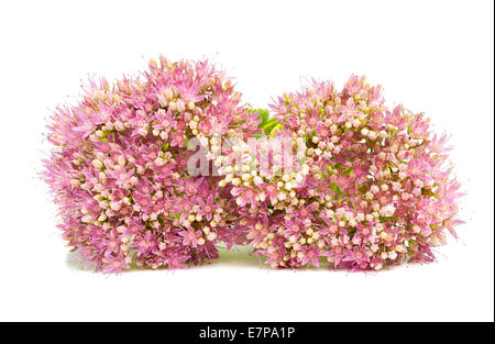 Sedum rose fleurs isolé sur fond blanc Banque D'Images