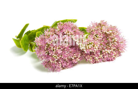 Sedum rose fleurs isolé sur fond blanc Banque D'Images