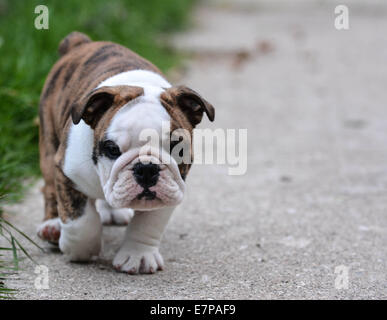 Chiot bouledogue anglais marcher en plein air, sur le ciment Banque D'Images