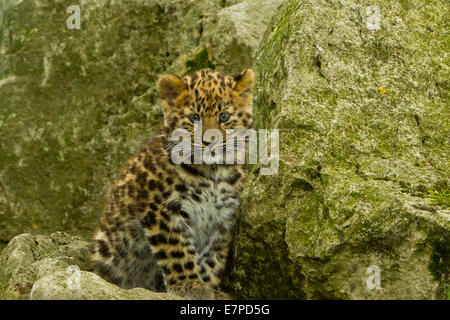 Amur Leopard Cub extrêmement rares (Panthera pardus orientalis) assis sur les roches Banque D'Images