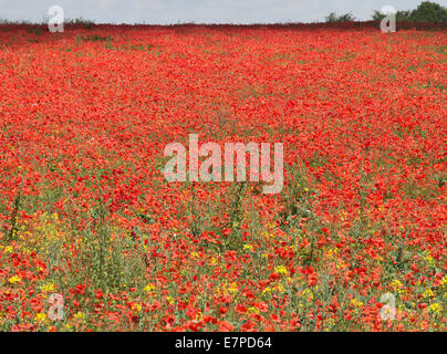 Un champ de coquelicots commun semé d'auto près de la ville de Fairburn Ings Castleford West Yorkshire Angleterre Royaume-Uni UK Banque D'Images