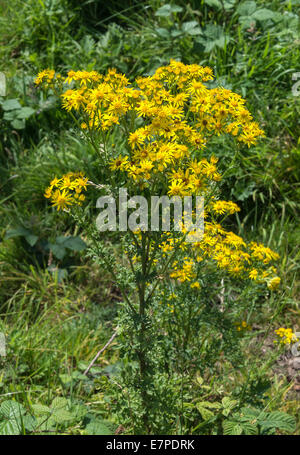 Des grappes de fleurs Séneçon jaune sur la rive de la Trent et Mersey Canal à Rode Heath Cheshire England UK Banque D'Images