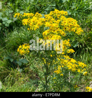 Des grappes de fleurs Séneçon jaune sur la rive de la Trent et Mersey Canal à Rode Heath Cheshire England UK Banque D'Images