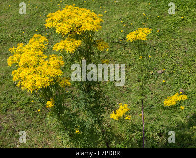 Des grappes de fleurs Séneçon jaune sur la rive de la Trent et Mersey Canal à Rode Heath Cheshire England UK Banque D'Images