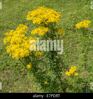 Des grappes de fleurs Séneçon jaune sur la rive de la Trent et Mersey Canal à Rode Heath Cheshire England UK Banque D'Images