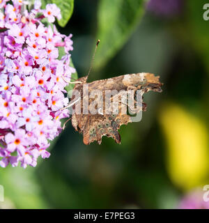 Une virgule Butterfly se nourrissent d'une fleur pourpre Buddleja de Nectar dans un jardin de Cheshire England Royaume-Uni UK Banque D'Images