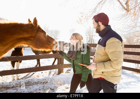 USA, Utah, Salt Lake City, jeune couple cheval alimentation avec des carottes Banque D'Images